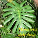 Monstera Deliciosa ~Split Leaf Philodendron~ Beautiful sml POTTED NOT BARE ROOT