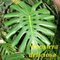 Monstera Deliciosa ~Split Leaf Philodendron~ Beautiful sml POTTED NOT BARE ROOT