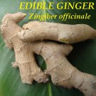 LIVE 10 Rhizomes EDIBLE GINGER ROOT Zingiber HOT & SPICY Zingiber officinale