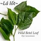 LALOT~ Piper Sarmentosum WILD BETEL VINE Culinary Wrap Live Potted SPICE Plant