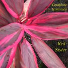 RED SISTER TI~ Cordyline terminalis 12+in TOP CUTTING COLORFUL Hawaii Good Luck