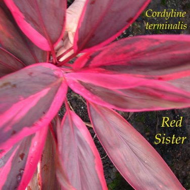 RED SISTER TI~ Cordyline terminalis 12+in TOP CUTTING COLORFUL Hawaii Good Luck