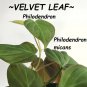 VELVET LEAF PHILO (Philodendron hederaceum) mican Sml plant