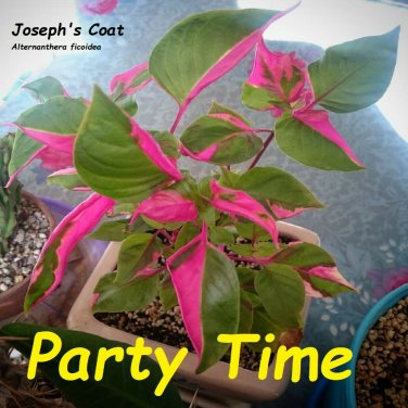 Party Time~ Alternanthera ficoidea COLORFUL EYE-CANDY Live Potted Starter Plant