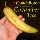 Guajilote~ Parmentiera Aculeata CUCUMBER FRUIT Tree Live Sml Potd Starter Plant