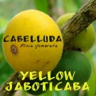 CABELLUDA~ Plinia glomerata YELLOW JABOTICABA FRUIT TREE Sml Potd Starter Plant