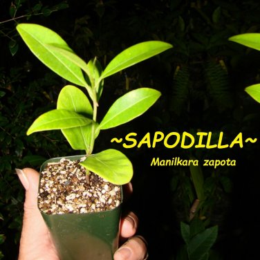 SAPODILLA~ Manilkara zapota cv ALANO Chico Sapote Zapote sml 3-6+in Potd Plant