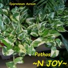 N-JOY POTHOS~ Vine LIVE POTTED HOUSEPLANT NOT BARE ROOT! 2-3 Plants per POT
