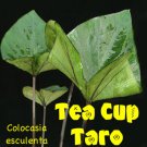 TEA CUP TARO Colocasia esculenta KALO Ornamental ELEPHANT EAR Live Starter Plant