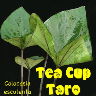 TEA CUP TARO Colocasia esculenta KALO Ornamental ELEPHANT EAR Live Starter Plant