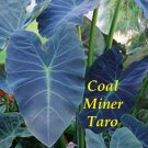 COAL MINER TARO~ Colocasia esculenta ORNAMENTAL ELEPHANT EAR Live potted Plant