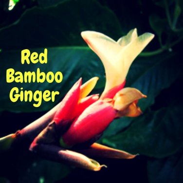 RED BAMBOO GINGER~ Alpinia luteocarpa Collector's Zingiber LIVE Potted PLANT