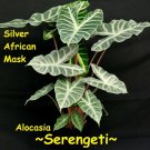 AFRICAN SILVER MASK ~SERENGETI~ Alocasia Hybrid LIVE sm potted HOUSEPLANT