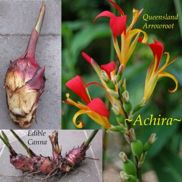 ACHIRA~ Edible TUBER Canna edulis ~Queensland Arrowroot~ Live Small Tuber