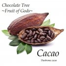 CACAO~ seedling Cocoa healthy Chocolate Tree Tropical Fruit small POT'D starter