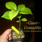 Giant Granadilla~ Passion Fruit Flowering Exotic Tropical Vine live small plant