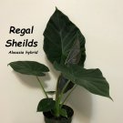 REGAL SHIELDS~ Alocasia AWESOME Elephant Ear Live Potd Starter Plant