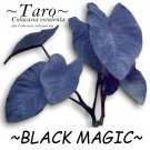 BLACK MAGIC~ TARO Colocasia antiquorum Elephant Ear Live small starter Plant