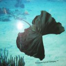 Alocasia Stingray, Unusual House Plant Hybrid Live small potd PLANT
