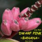 DWARF PINK VELVET BANANA~ Musa velutina Live plant NOT Seeds