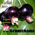 GRUMICHAMA~ Eugenia braziliensis FRUIT TREE Brazilian Cherry sml starter Plant