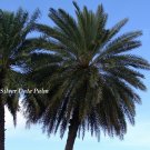 SILVER DATE~ Palm Phoenix sylvestris COLD HARDY PALM 12-24+inch 5 LG SEEDLINGS