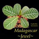 Madagascar Jewel~ Euphorbia leuconeura Unique Bonsai Palmlike Live Potted Plant