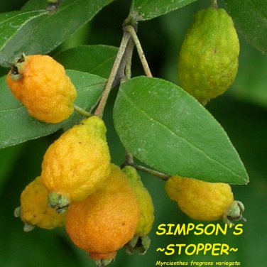 SIMPSON'S STOPPER~ Myrcianthes variegata Fragrant Butterfly Plant Potd Starter