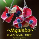 MGAMBO~ Majidea zangueberica BLACK PEARL TREE Ornamental Velvet Flower sm plant
