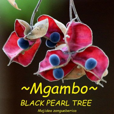 MGAMBO~ Majidea zangueberica BLACK PEARL TREE Ornamental Velvet Flower sm plant