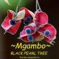 MGAMBO~ Majidea zangueberica BLACK PEARL TREE Ornamental Velvet Flower sm plant