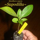 SAPODILLA~ Manilkara Zapota Tropical Fruit Tree Live Potted xsml Starter Plant