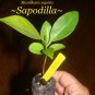 SAPODILLA~ Manilkara Zapota Tropical Fruit Tree Live Potted xsml Starter Plant
