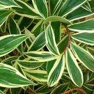 DARCY~ Costus speciosus Variegata SPIRAL FLAG GINGER NOT Rhizome sml POTD Plant