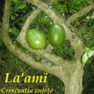 La'amia~ Calabash Gourd Tree Crescentia cujete Linnaeus Sml Plant Starter