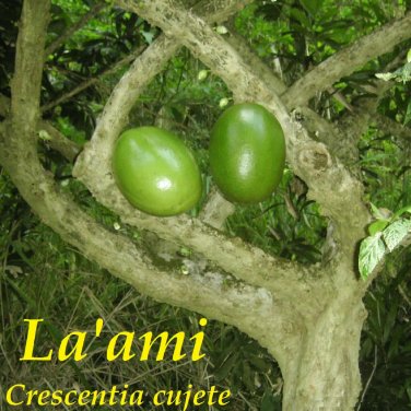 La'amia~ Calabash Gourd Tree Crescentia cujete Linnaeus Sml Plant Starter