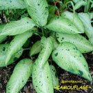 Dieffenbachia Camouflage~ Dumb Cane Premium Indoor Foliage Potted Starter Plant