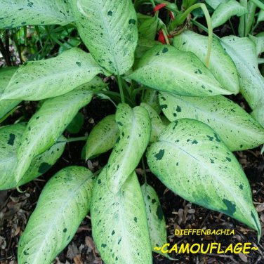 Dieffenbachia Camouflage~ Dumb Cane Premium Indoor Foliage Potted Starter Plant