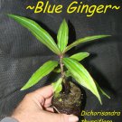 SAPPHIRE BLUE GINGER~ Gorgeous Dichorisandra thyrsiflora Small STARTER PLANT