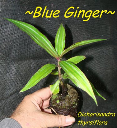 SAPPHIRE BLUE GINGER~ Gorgeous Dichorisandra thyrsiflora Small STARTER PLANT