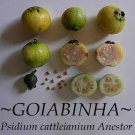 GOIABINHA~ Psidium cattleianium Anestor FRUIT TREE Live Potd med 12-24+in Plant