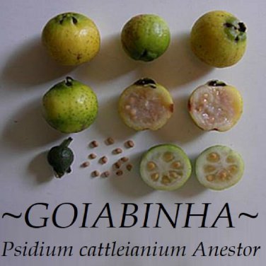 GOIABINHA~ Psidium cattleianium Anestor FRUIT TREE Live Potd med 12-24+in Plant