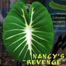NANCY'S REVENGE~ TARO Colocasia esculenta nanciana Elephant Ear Starter Plant