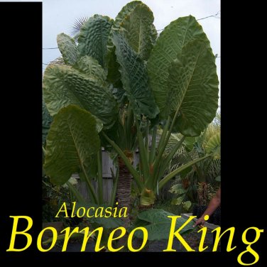 BORNEO KING~ TARO Alocasia macrorrhiza HUGE!! ELEPHANT EAR small potted Plant