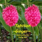 TAHITIAN GINGER~ Alpinia purpurata DBLE RED OSTRICH PLUME Sm Potd Starter Plant