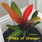 PRINCE OF ORANGE~ Philodendron AROID 12-16+ inch spread LARGE Size HOUSEPLANT