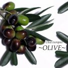 Olive Tree~ ANCIENT TREE Olea europaea to 10°F Zone 8 Arbequina LIVE Potd PLANT