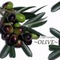 Olive Tree~ ANCIENT TREE Olea europaea to 10°F Zone 8 Arbequina LIVE Potd PLANT
