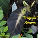 TROPICAL STORM~ TARO Colocasia esculenta ELEPHANT EAR Live sml Plant