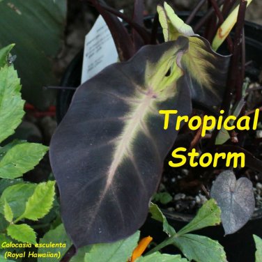 TROPICAL STORM~ TARO Colocasia esculenta ELEPHANT EAR Live sml Plant